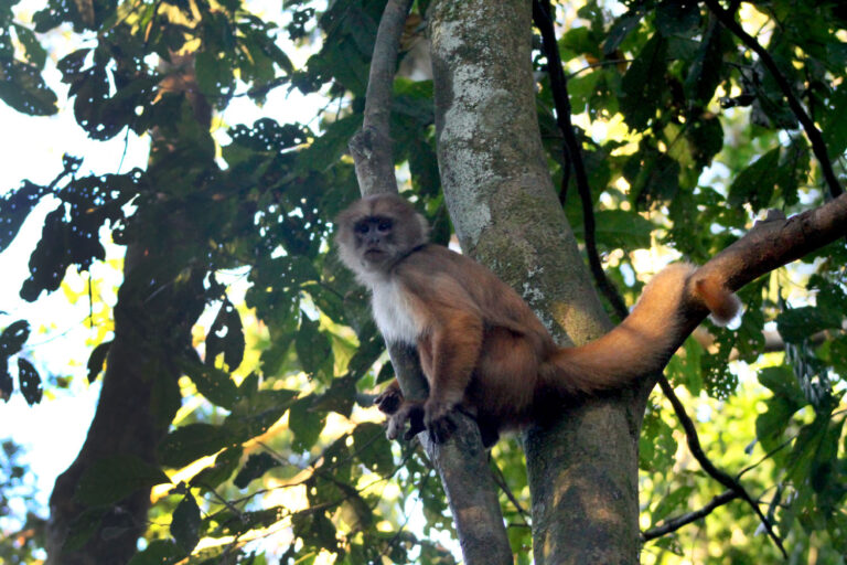 Luxury Tour in Peru: Explore Amazon, Sacred Valley, Machu Picchu in 10 Days