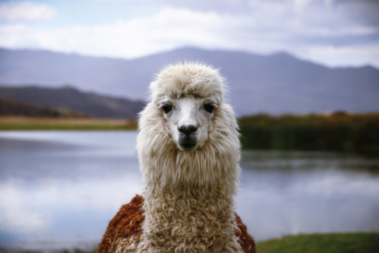 llamas machu picchu