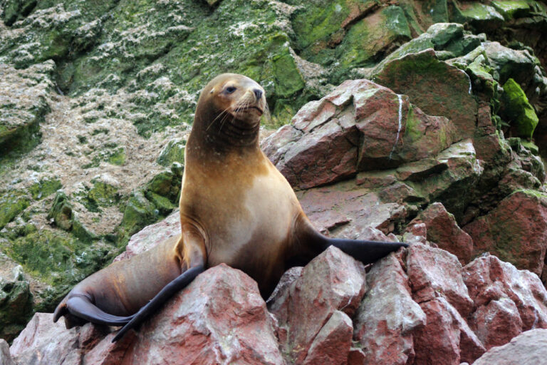 Peru: Nazca, Ballestas, Sacred Valley & Machu Picchu (9 Days)