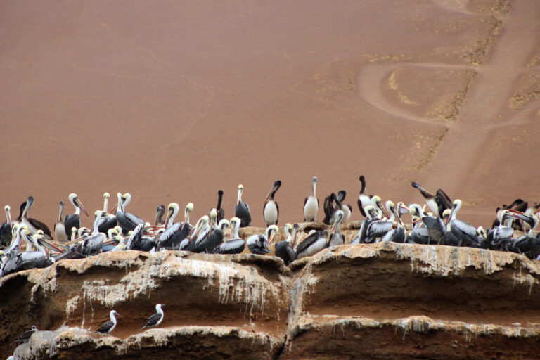 Peru: Nazca, Ballestas, Sacred Valley & Machu Picchu (9 Days)