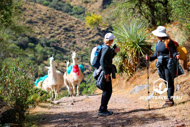 Trekking with Llamas in cusco
