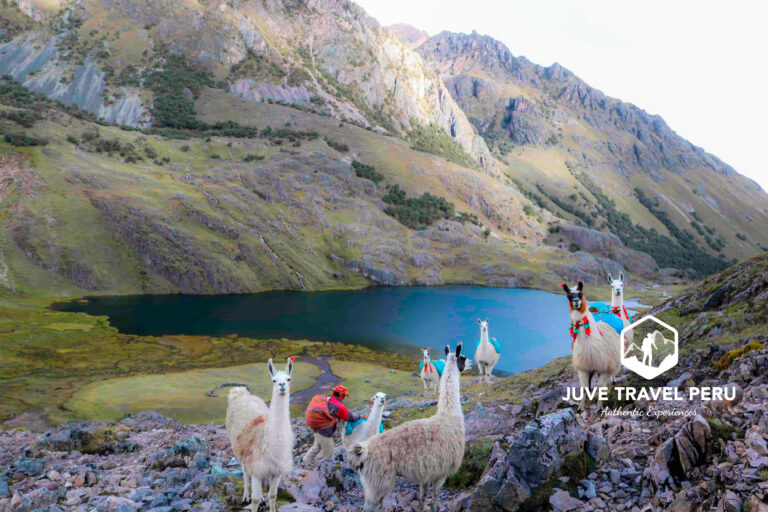 Lares Trek Llamas