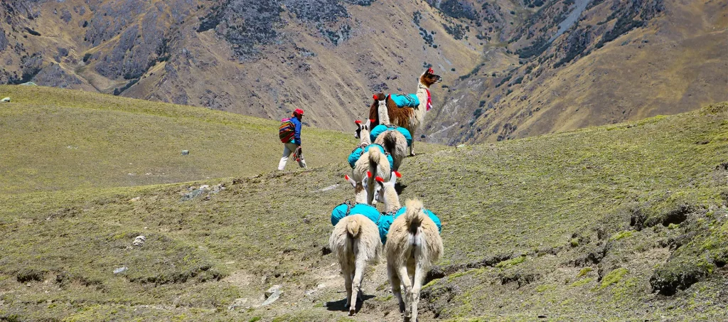 Lares Trek with Llamas & Short Inca Trail to Machu Picchu – 7 Days