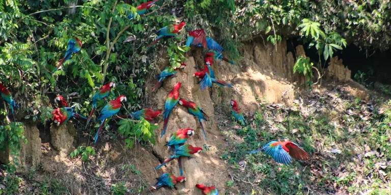 Amazon Rainforest and Machu Picchu Tour