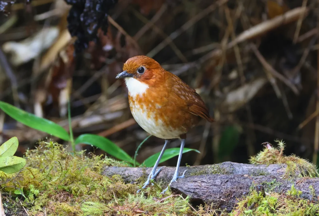 Nature, Wildlife & Photography
